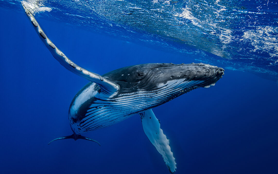 Маврикий — рай для наблюдения за китами: где и когда их можно увидеть?