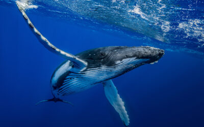 L’île Maurice, un paradis pour l’observation des baleines : Où et quand les observer ?