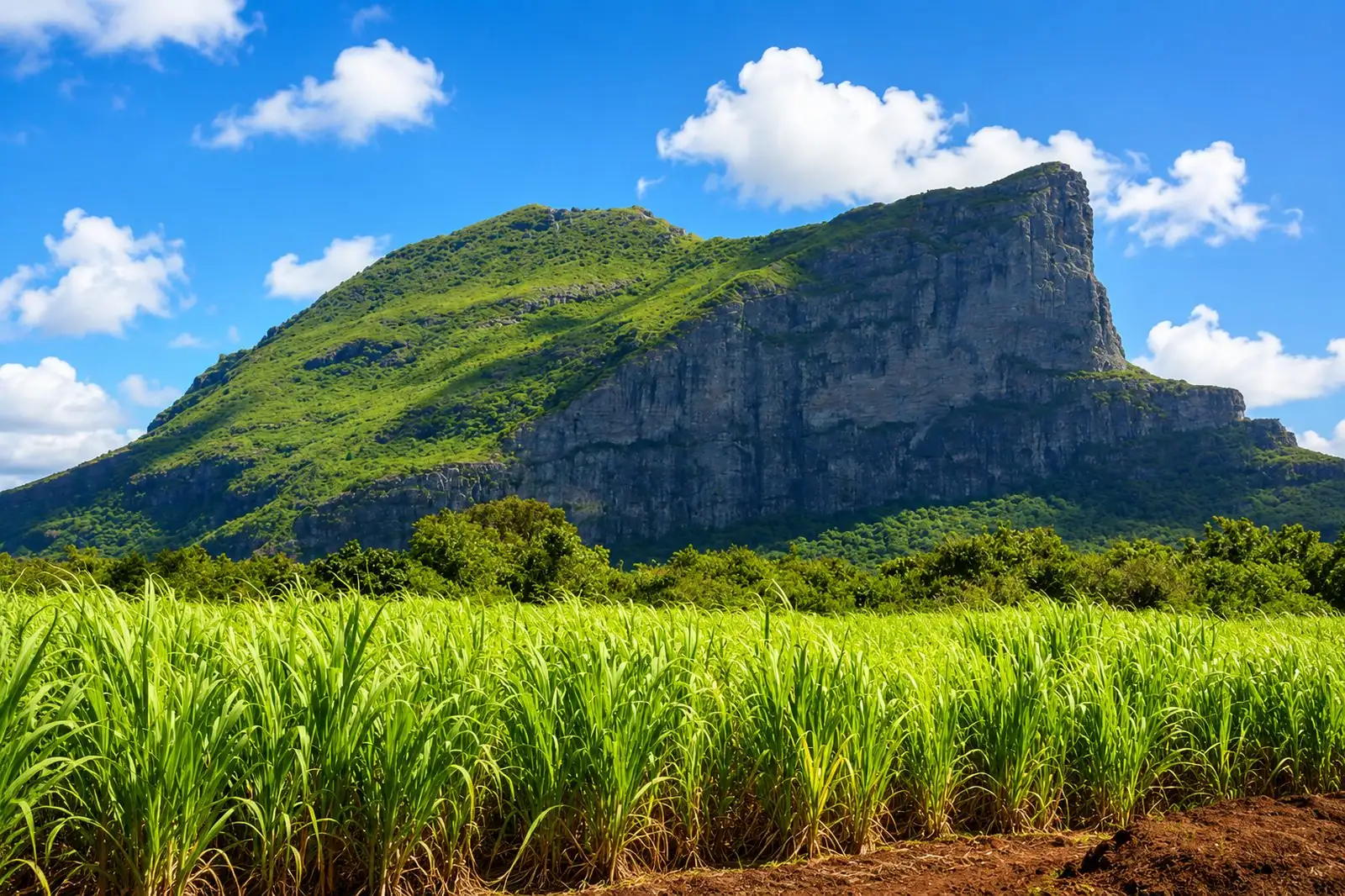 La montagne du Corps de Garde vue depuis les champs de canne, île Maurice
