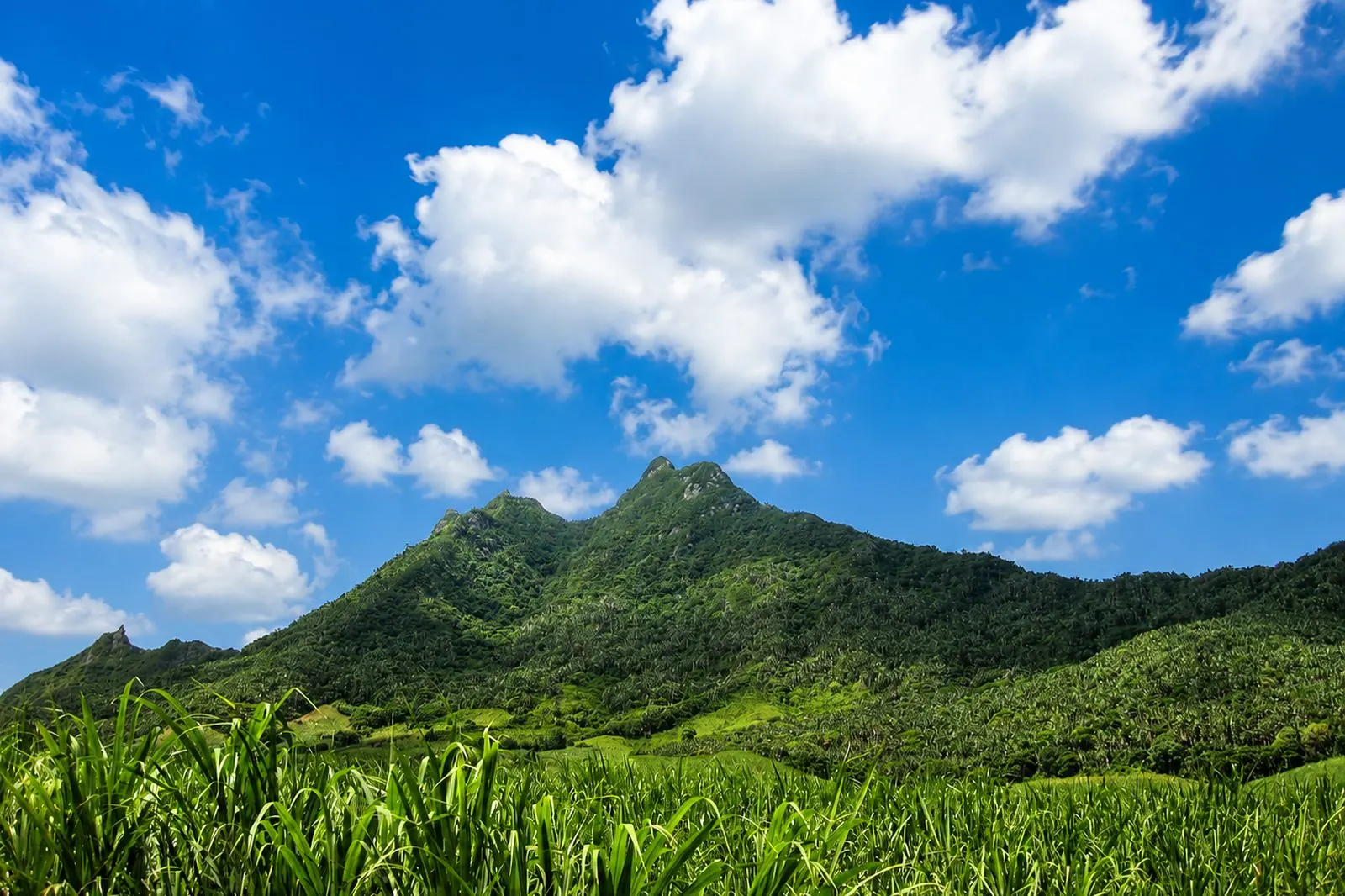 Le massif de la Montagne Bambous dominant les champs de canne, est de l’île Maurice
