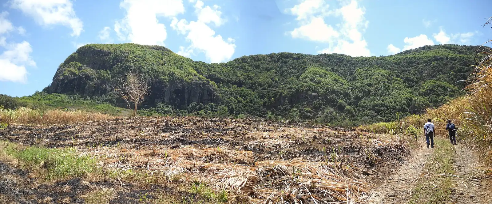 Hikers approaching Lion Mountain through the cane fields, Mauritius