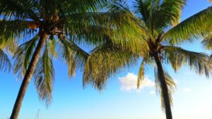 The history of Mauritius: from Arab navigators to European colonisation